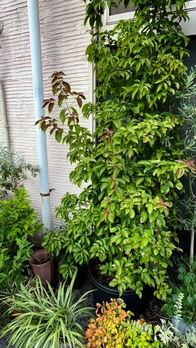 まだまだ暑い日が続きますが、夕方は少しマシになってきたかな？