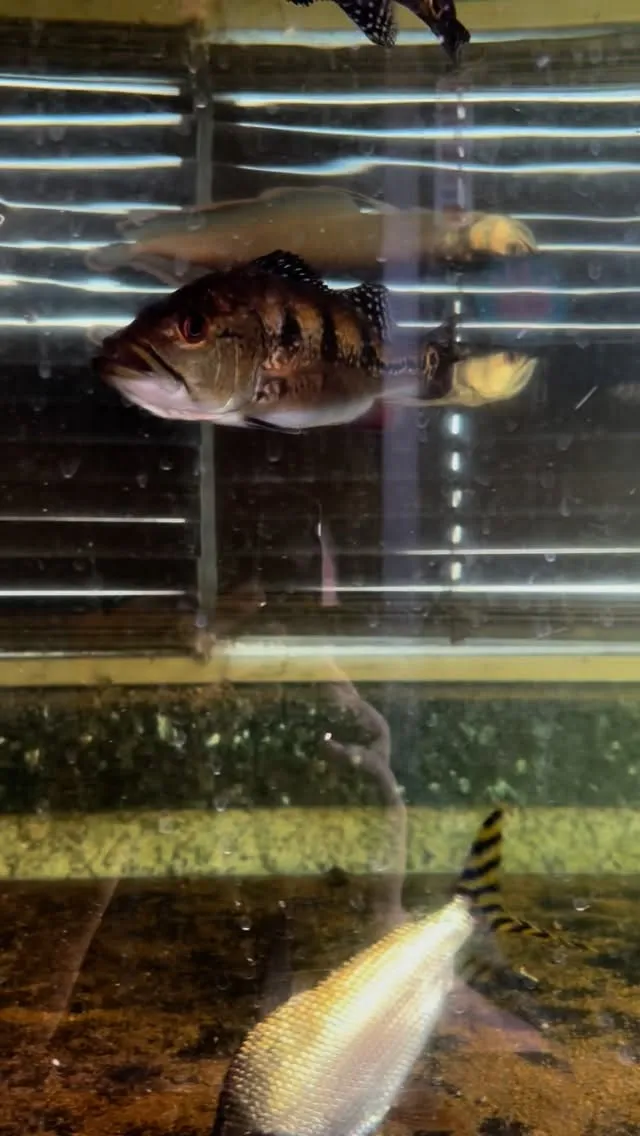 残るはフォーゴのみ餌付かない。