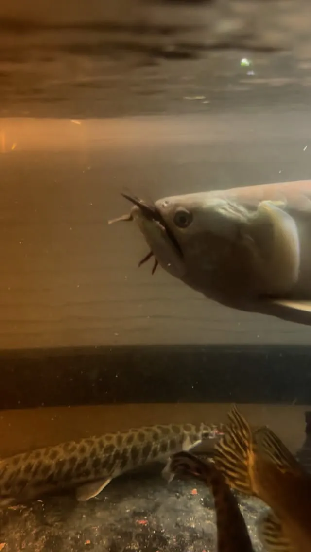 でかいザリガニも食べちゃいます！