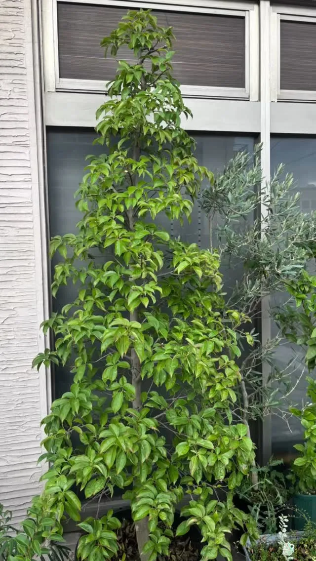 午後の予定が流れたので、水槽の水換えしながら、ヤマボウシを剪...