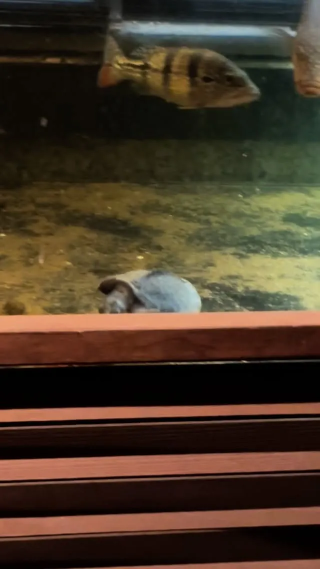 新しいマスコットです、可愛がってやってください！