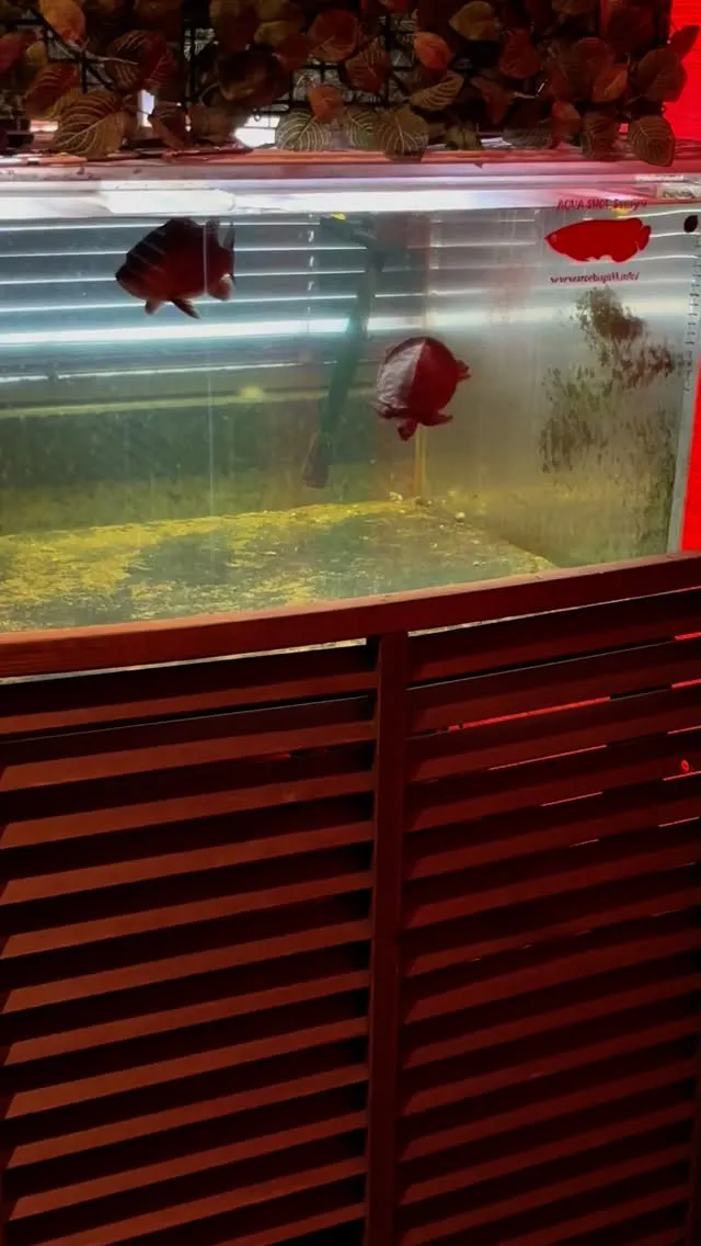 ニューマスコットのスッポンモドキです！