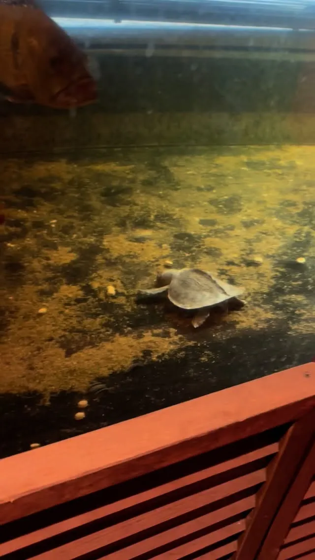 今日も似たような動画だす。