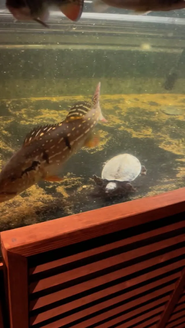 今日のスッポンモドキ。