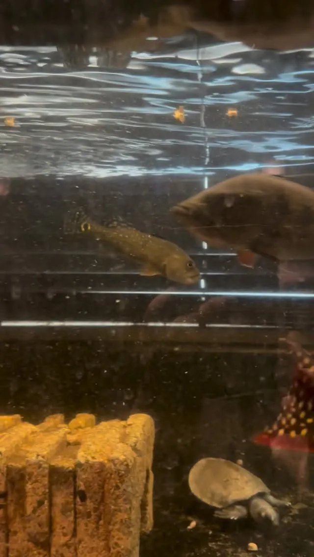 ようやくフォーゴが餌付いてくれたー！