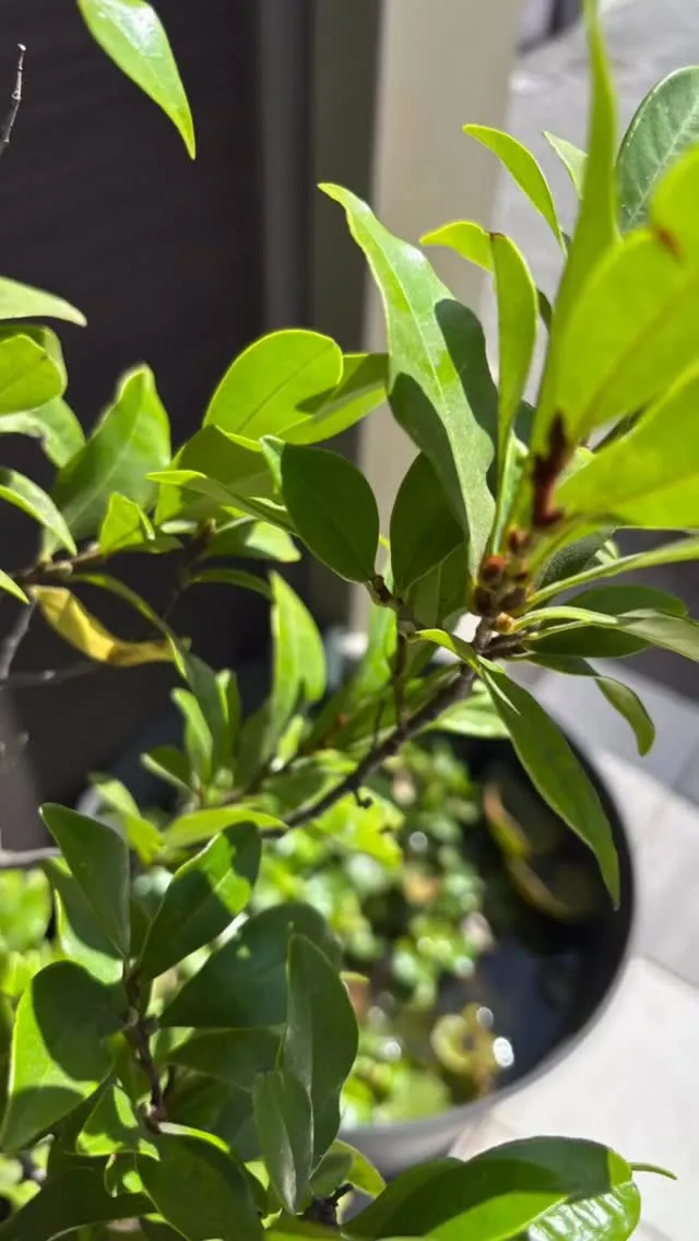 カラタネオガタマ来年は咲きそうで楽しみ♪