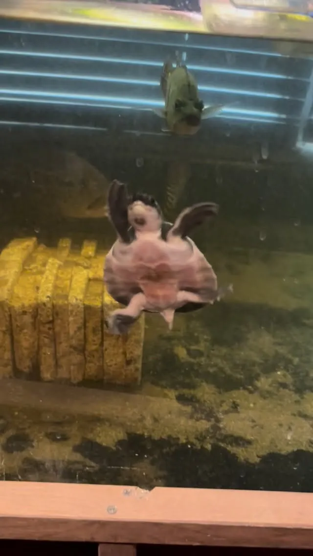 魚たちに遠慮してか、最近控えめなモドキちゃんです。