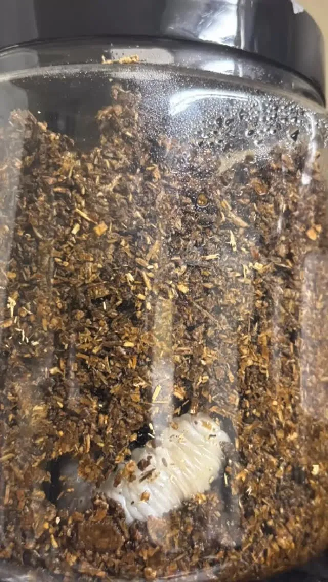 ヘラクレスの幼虫もデカくなってきました。