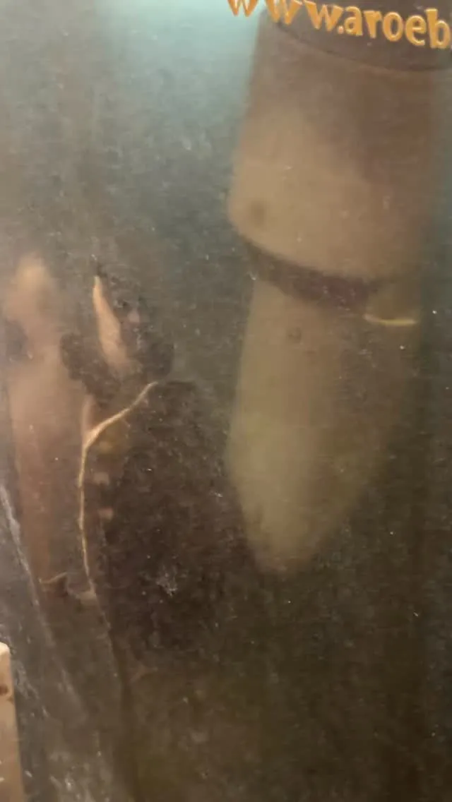 たまに挟まっちゃったかと心配になるモドキです。