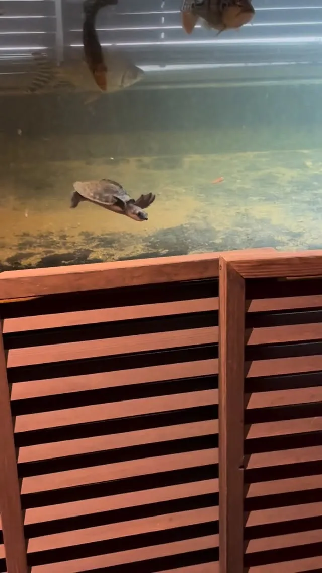 最近日中元気ないから心配してたら、夜行性なのね😥