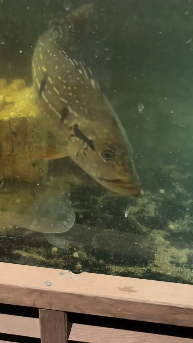 現在スムーズにご案内できます。