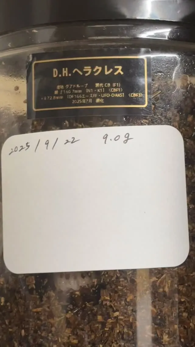 チラ見でわかりづらいですが、やはりヘラクレスの幼虫はでかい！