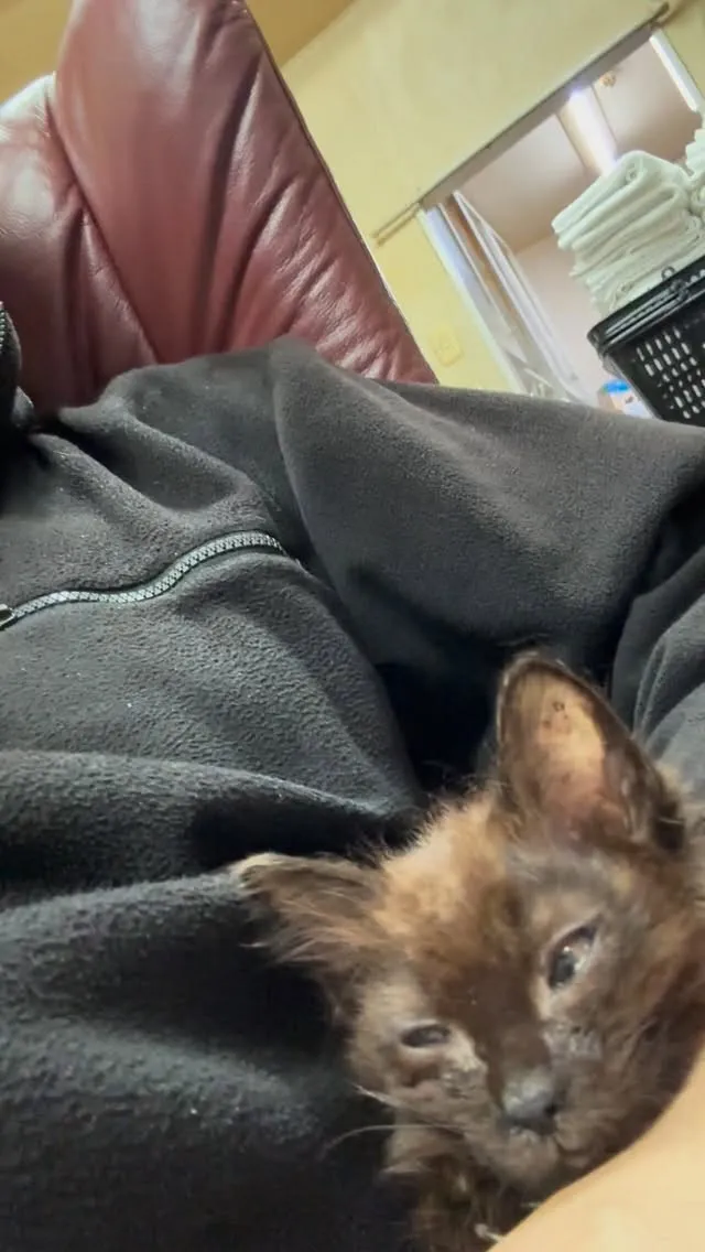 子猫がついにやってきた！