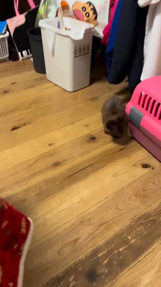 昨日から我が家にやって来た子猫に振り回されてます。