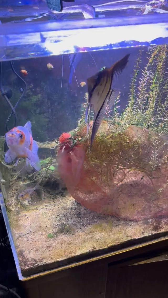 フォロワーさんからいただいた金魚がめっちゃ綺麗😍