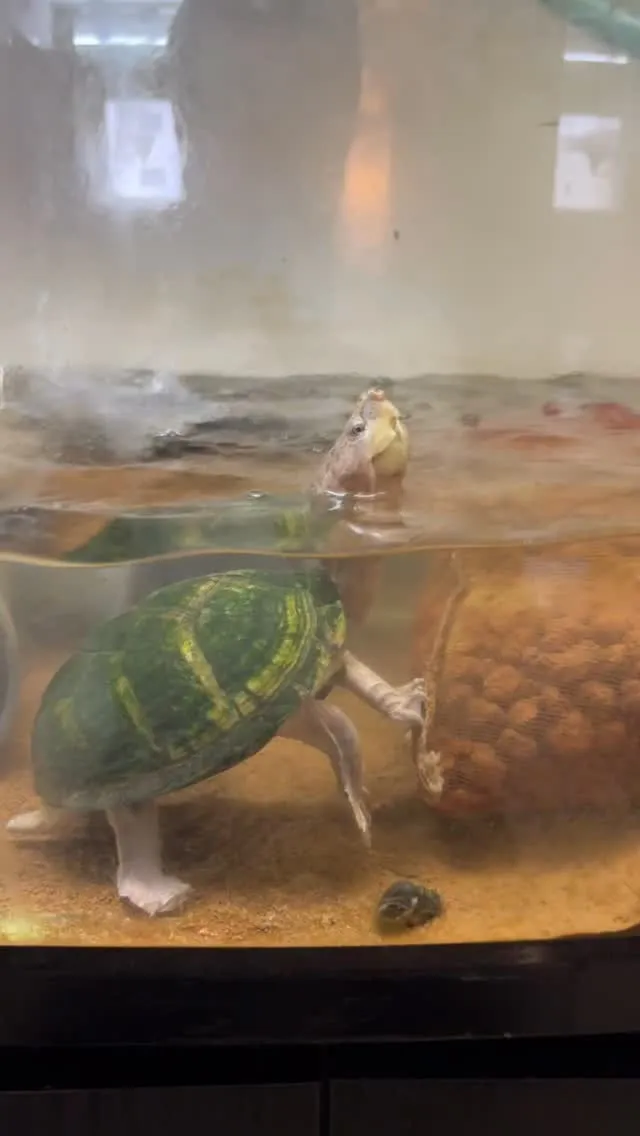 フォロワーさんから爬虫類もいただき、熱帯魚に続いて他ホテルの...