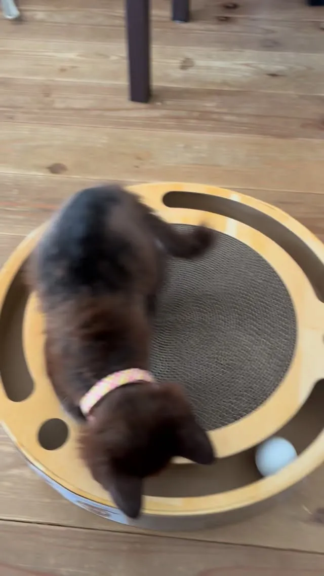 ふふふ、目論見通りだぜ！