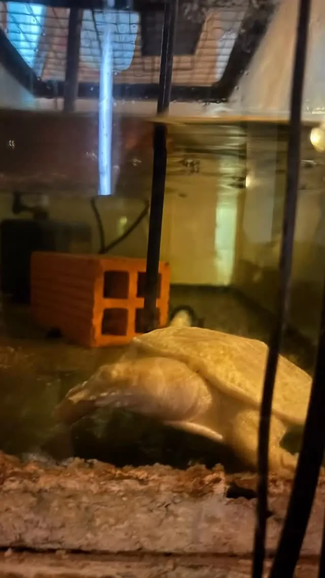 スッポンの熟睡💤