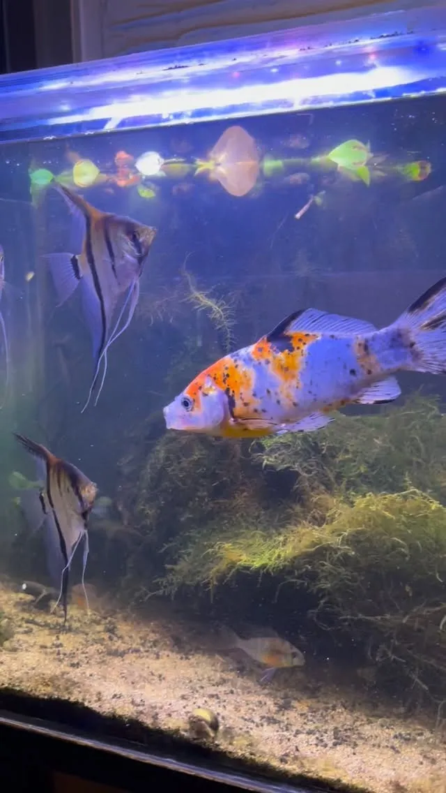 夏に仕込んだモス流木と水草に差し替えてみた。