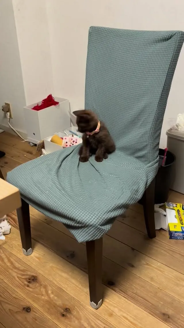 いーえーなーいよー