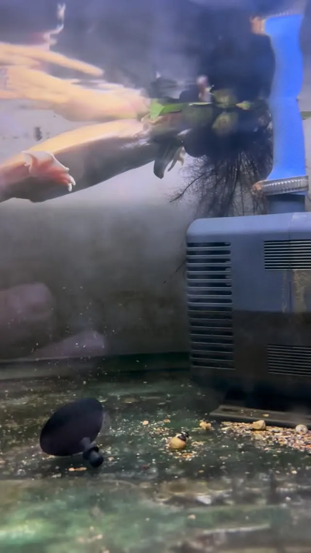 スッポンて、ホテイソウ食べるのね！