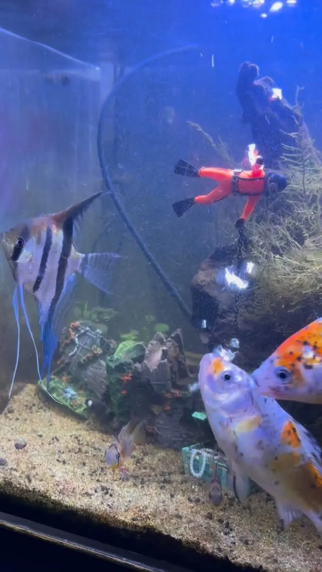 昨日セットしてて、剣道遅刻した潜水士。