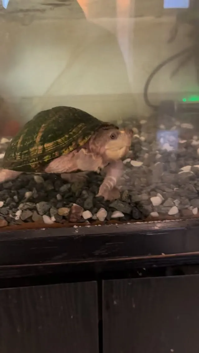 スッポンの方まだ濁ってますが、砂利敷いた。