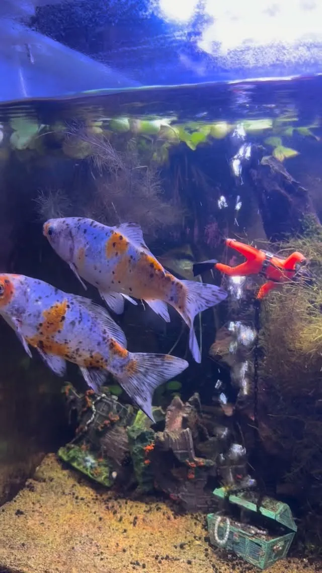 シュリンプ入れたのにな