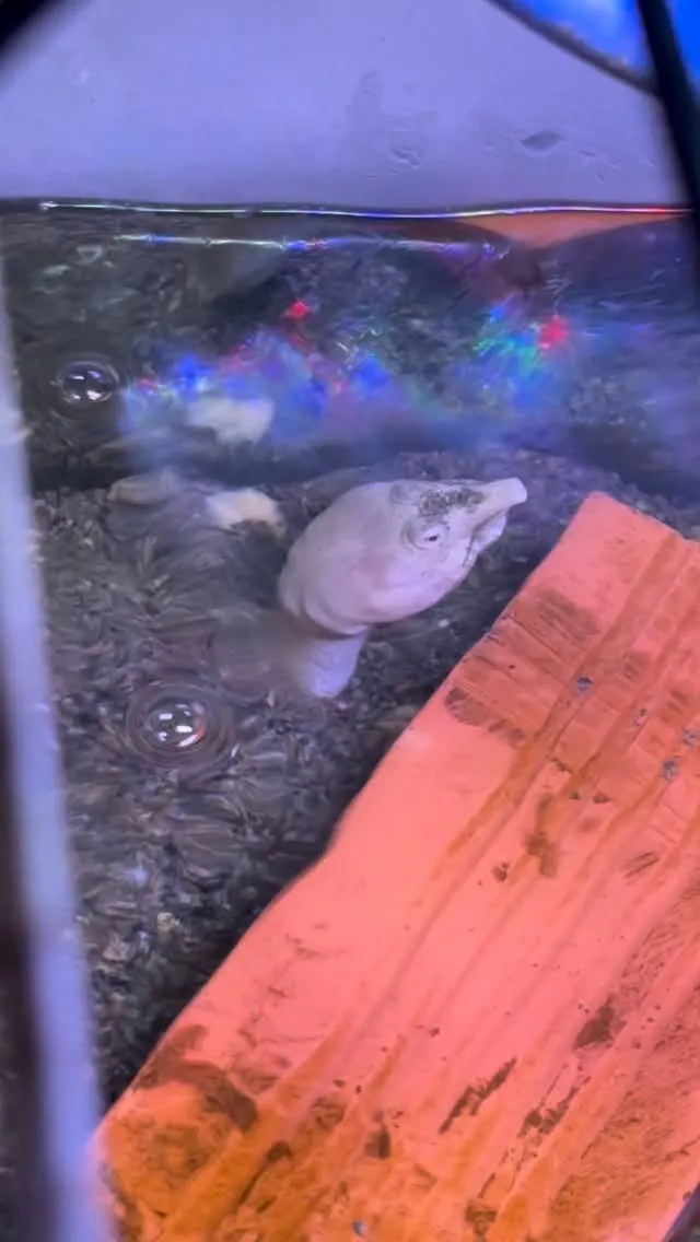 砂があると潜るのね。