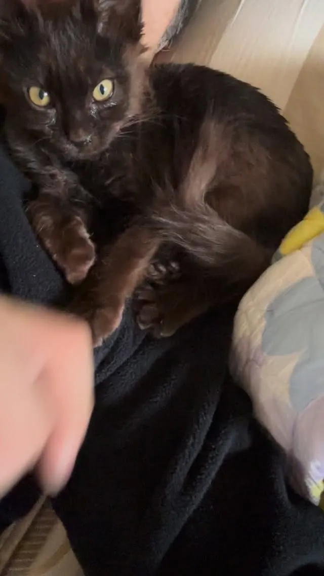 朝から剣道行ってお疲れモード。