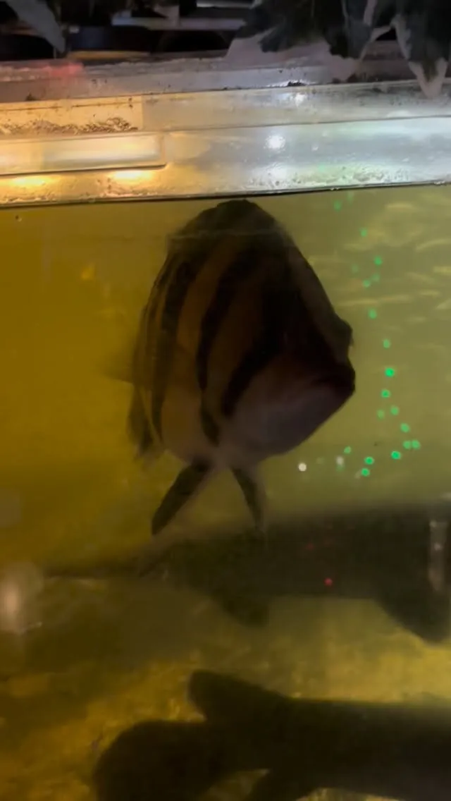 大量の生き餌ではち切れそう。