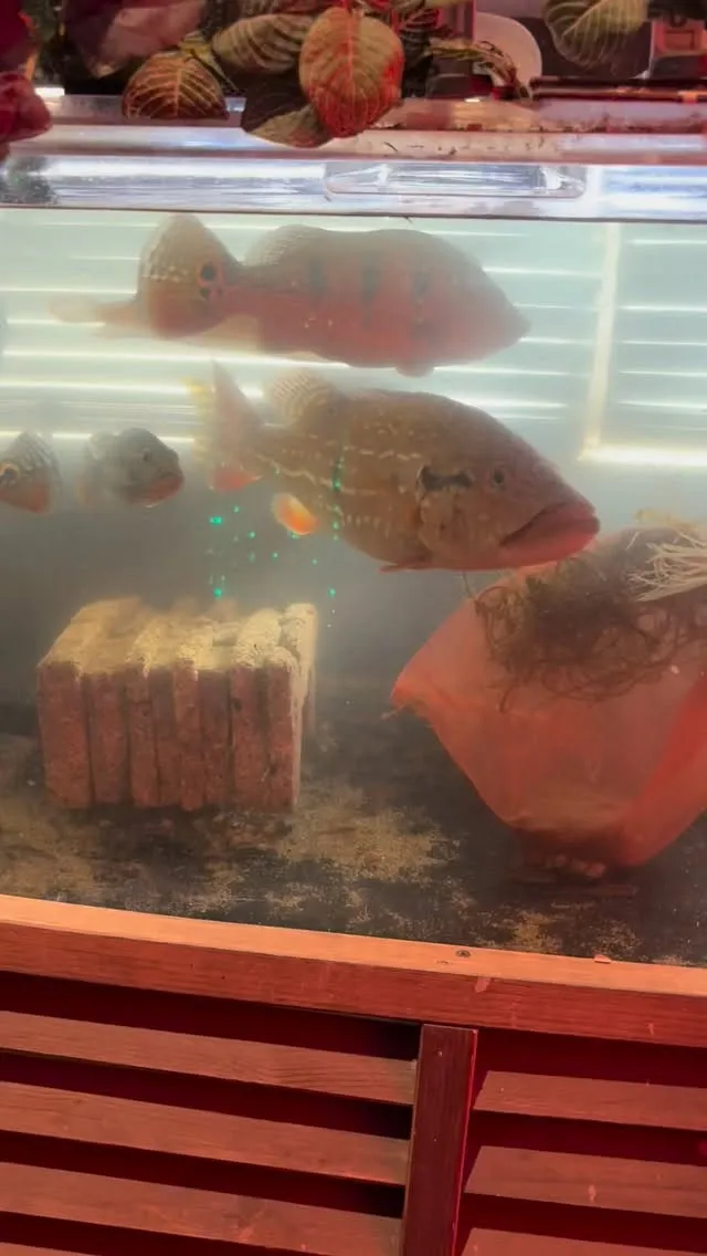 まだ生き餌が残ってるのも珍しい。