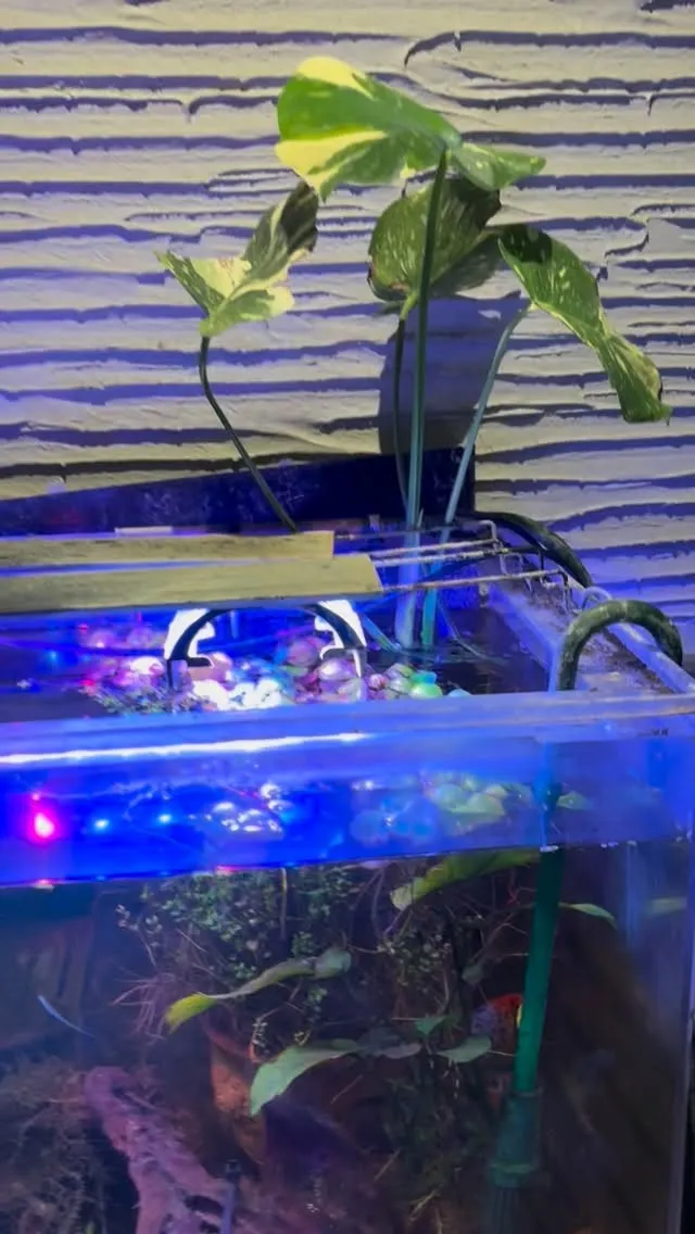 いただいたモンステラをこちらの水槽に挿してみた。