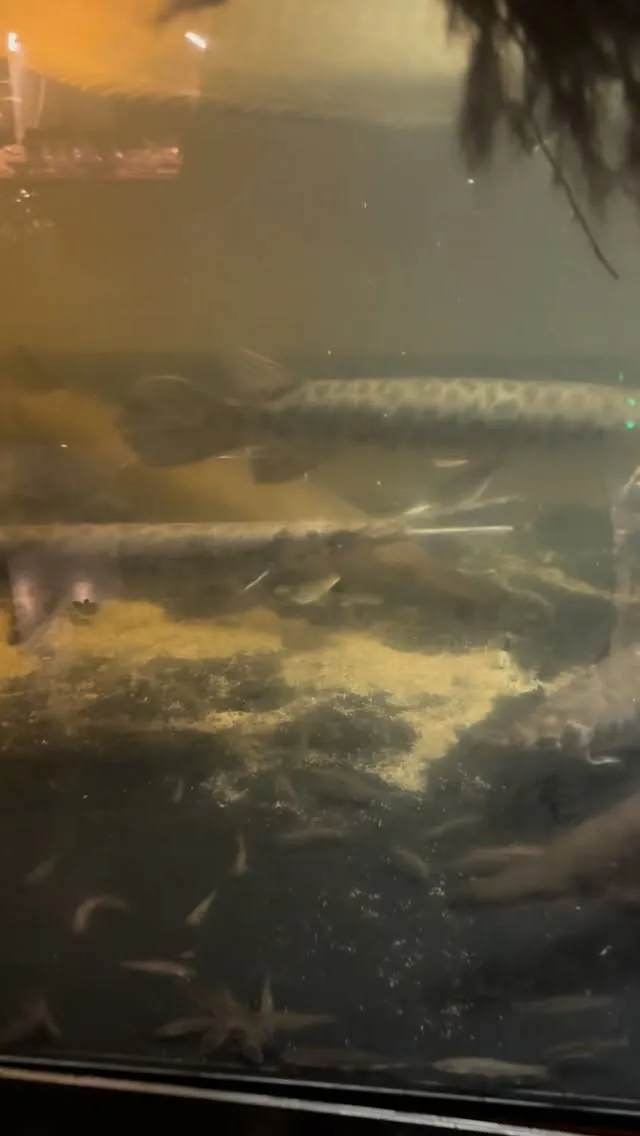 ガーの捕食シーンあと数日は見れそうですよ！