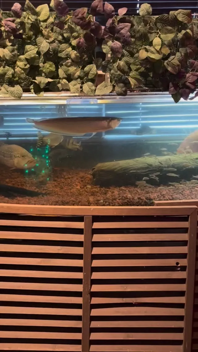 1階入り口水槽、頑張って砂利を敷き、拾ってきた木を沈めて個人...