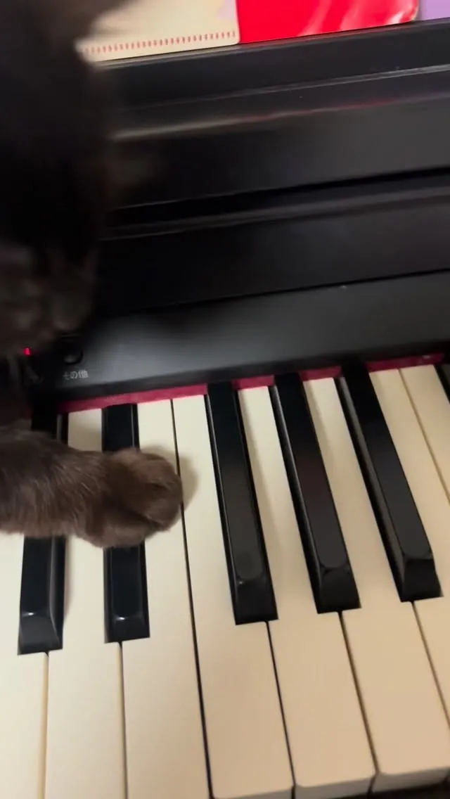 ピアノじゃなくて、俺と遊べ！