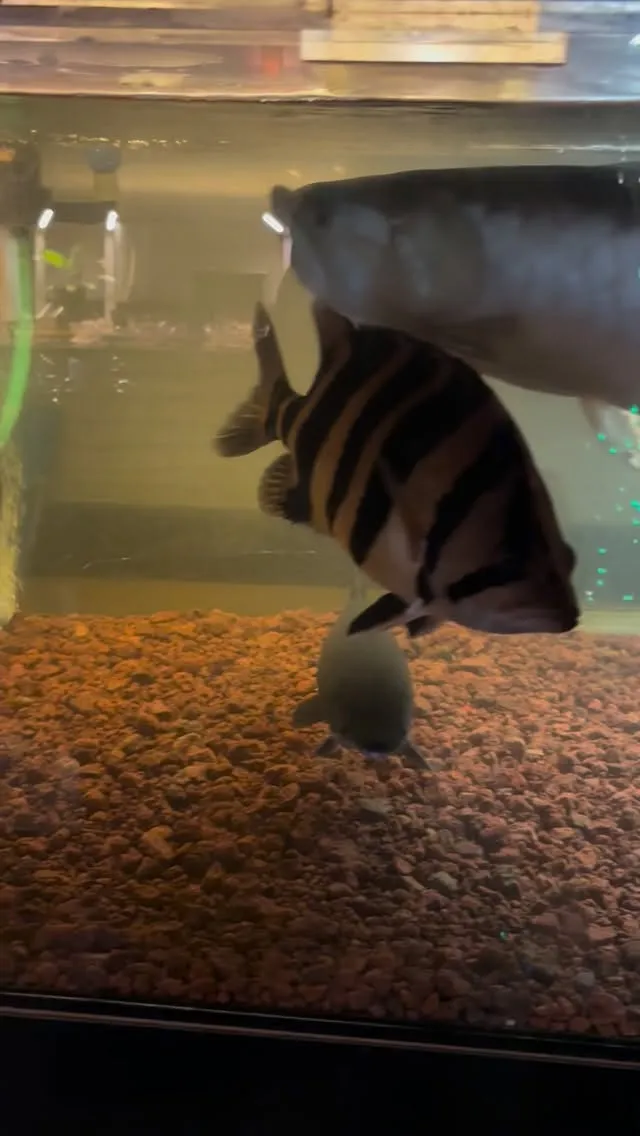 やっぱり砂利敷くといいっすなぁ。