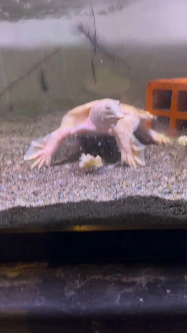 バナナも食べる。