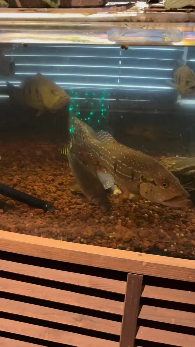 今日は剣道の試合では。