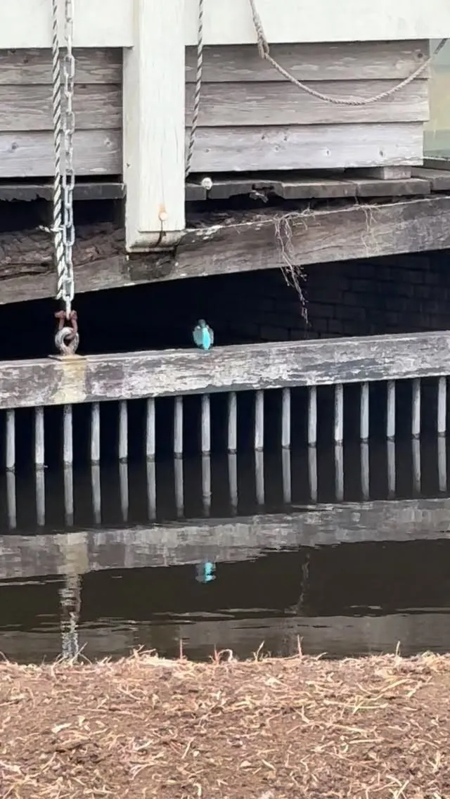 カワセミの撮影に成功！