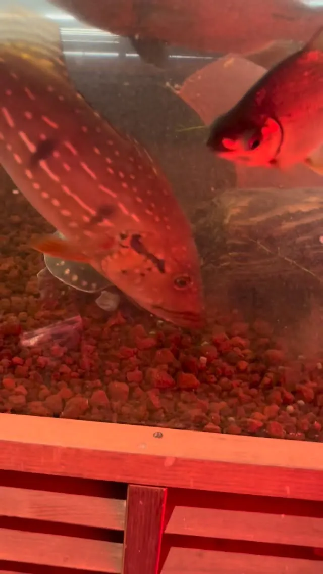 久しぶりのスッポンモドキ。