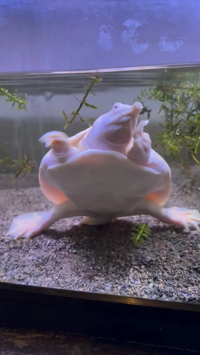 久しぶりにスッポン！