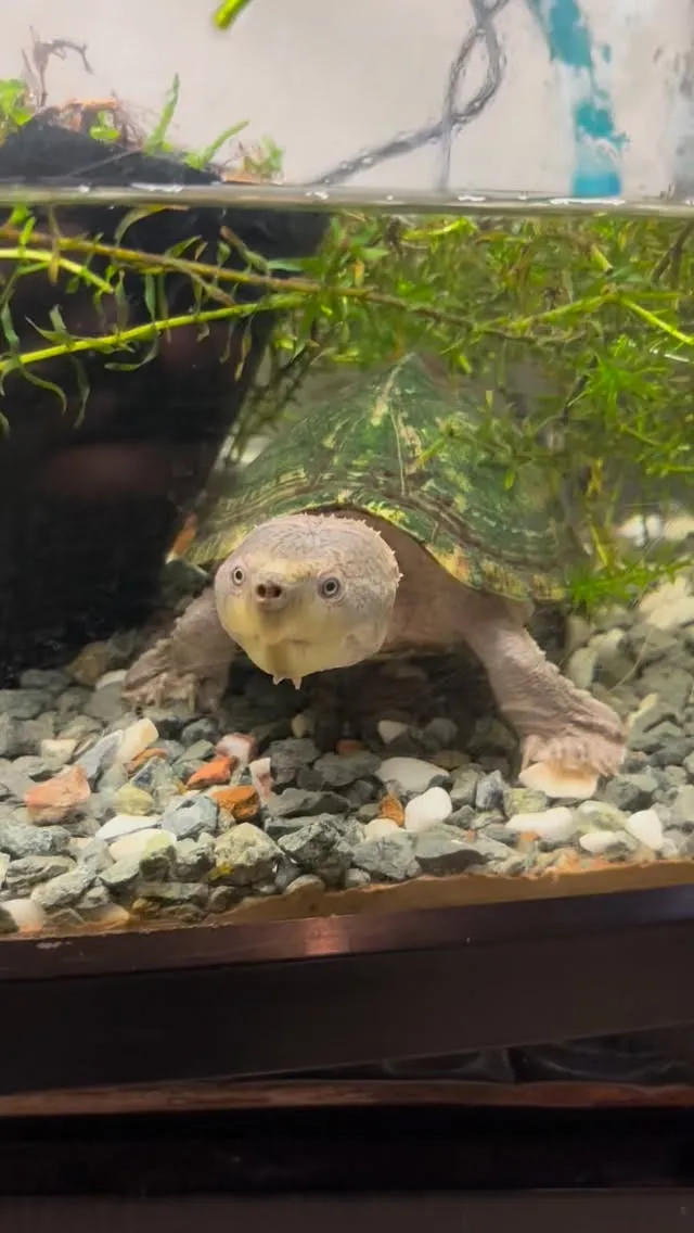 久しぶりにカブトニオイガメ！