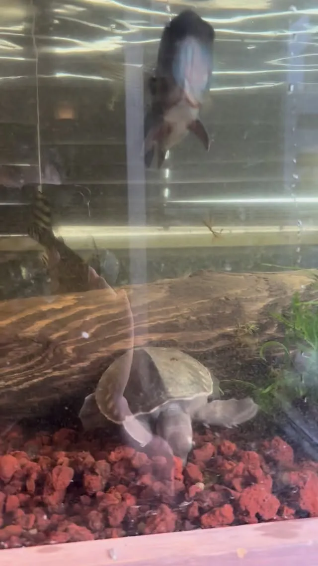 キクラも中々仕上がってきたで。