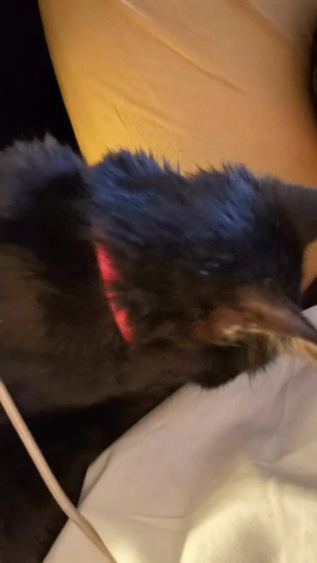 今日は寒いからか捕まって動けない。