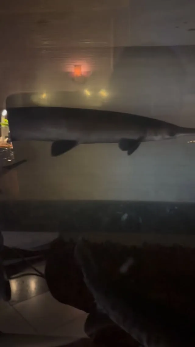 しばらくはガーとポリプで。