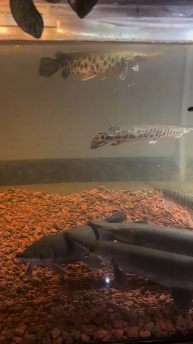 本日忙しいですけど、現在スムーズにご案内できます。