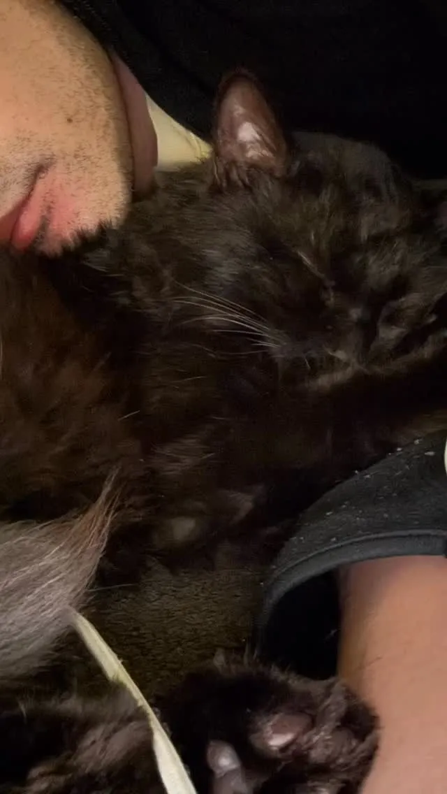 猫の日に乗り遅れたけど、久しぶりの添い寝。