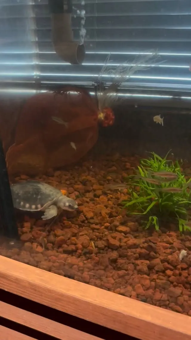 とりあえず生き餌でサイズアップじゃ！