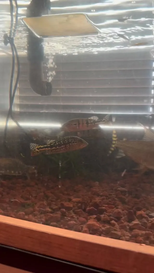 スッポンモドキ一回り大きくなったかな？